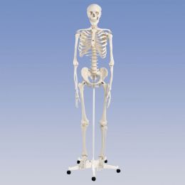 Pelvic Mounted Skeleton