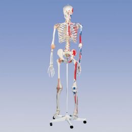 Deluxe Pelvic Mounted Skeleton