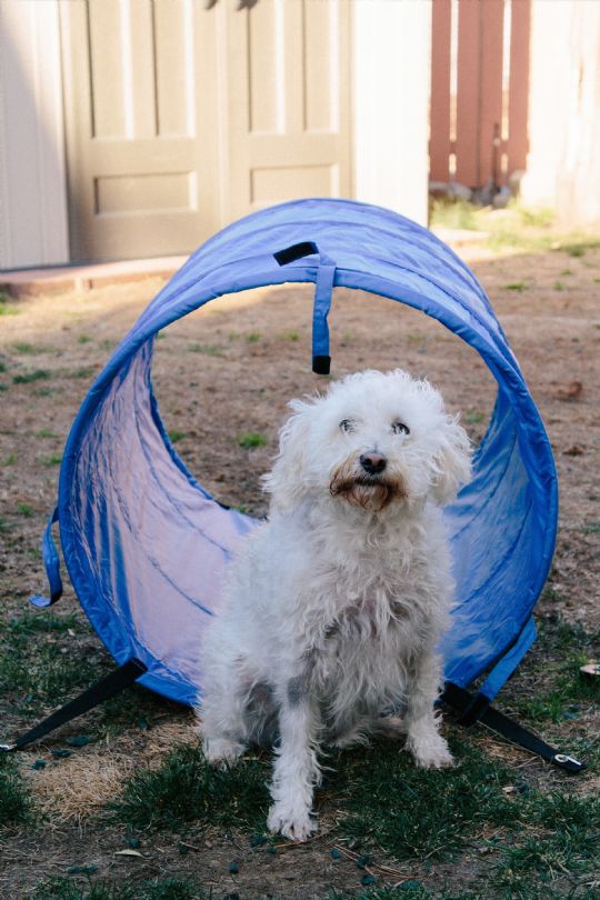 Perfect accessory for cat and dog exercise
