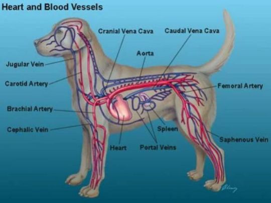 View of the inside of a dog and how a cool wrap around their neck would cool them off